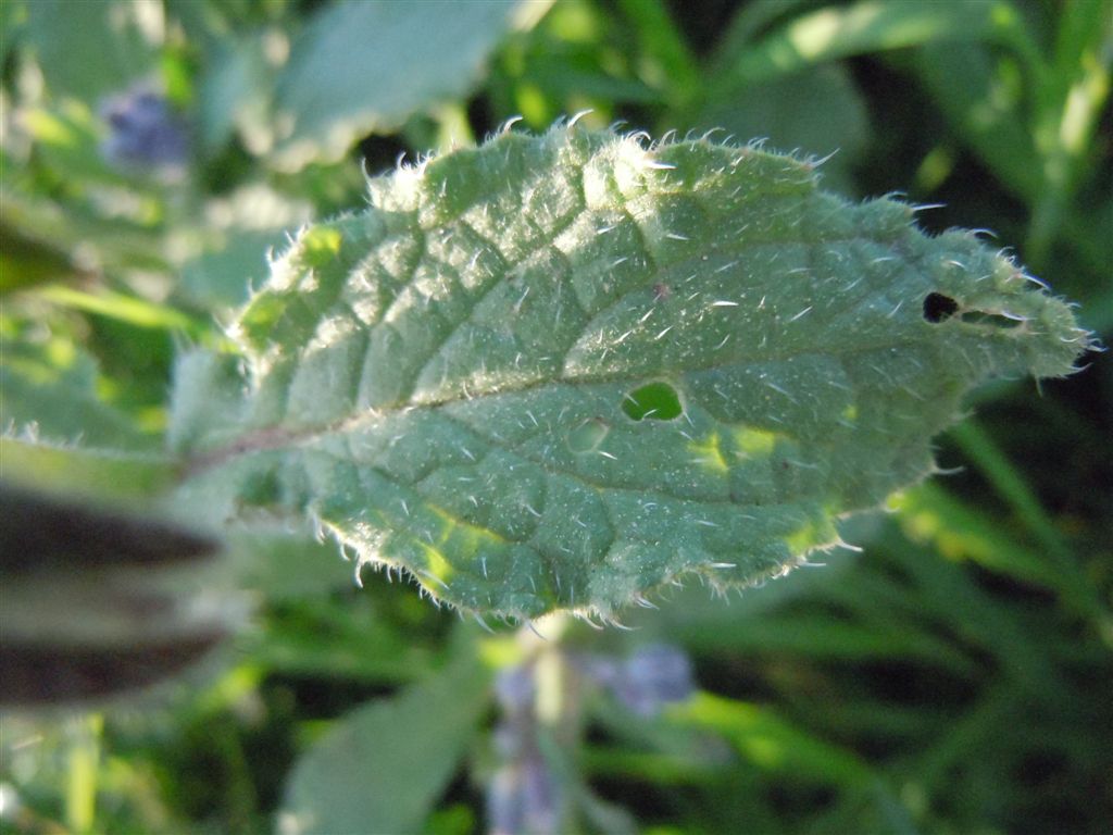 Borago officinalis / Boraggine comune